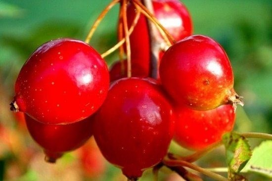Наливка из свежих ягод: вкусное и полезное лакомство
